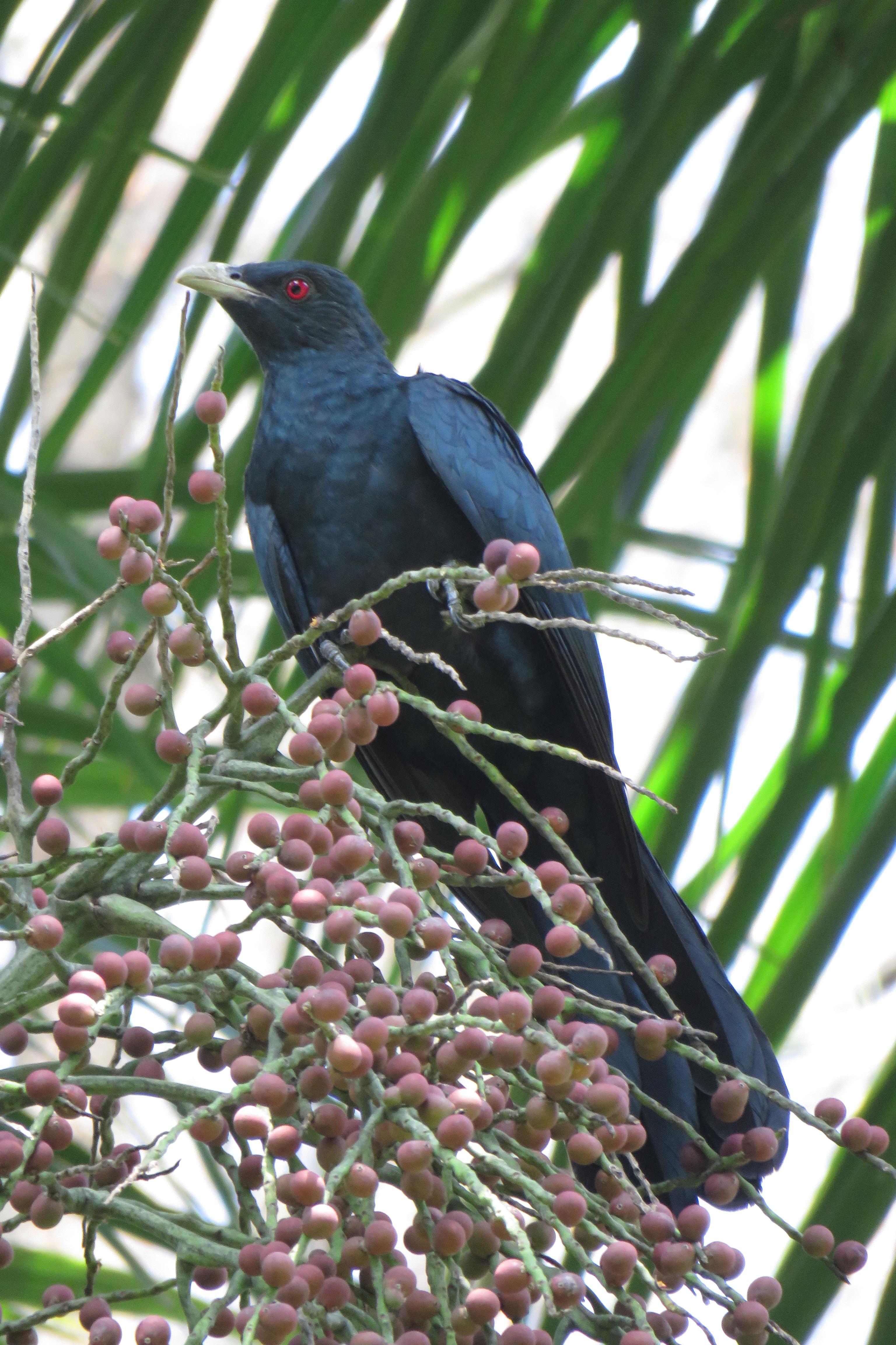 Asian-Koel-Male-Oct2019-hbcse-IMG_7115.JPG